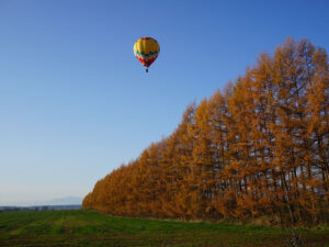 防風林（カラマツ）の紅葉と気球